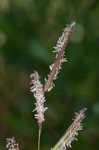 Saltmeadow cordgrass